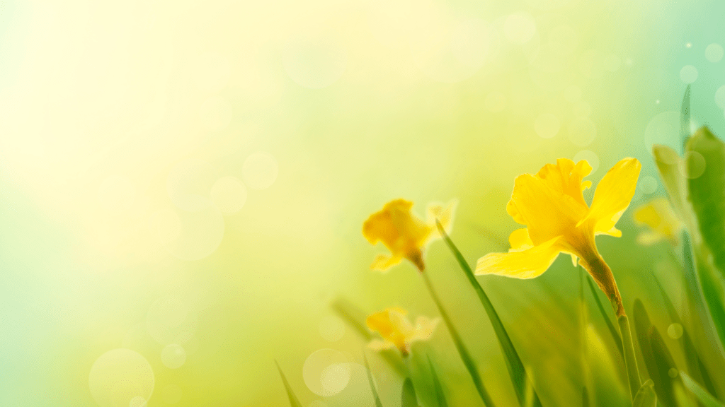 The Promise of&nbsp;Renewal