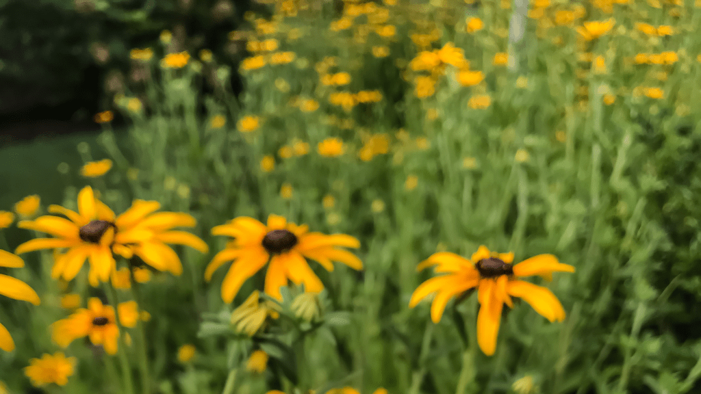 PST Seeks Sponsors for 68th Annual Poetry Festival&nbsp;Contests