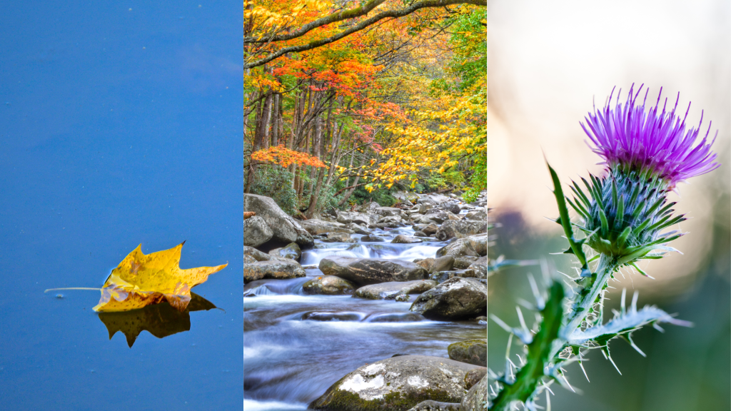 Tennessee Collegiate Poetry Contest Winners&nbsp;Announced